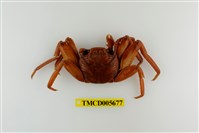 藏品(細紋方蟹)的圖片